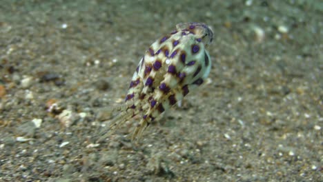 pregnant-female-blue-ringed-octopus-swimming-over-sandy-bottom,-arms-folded-tightly-to-protect-eggs,-close-up-shot