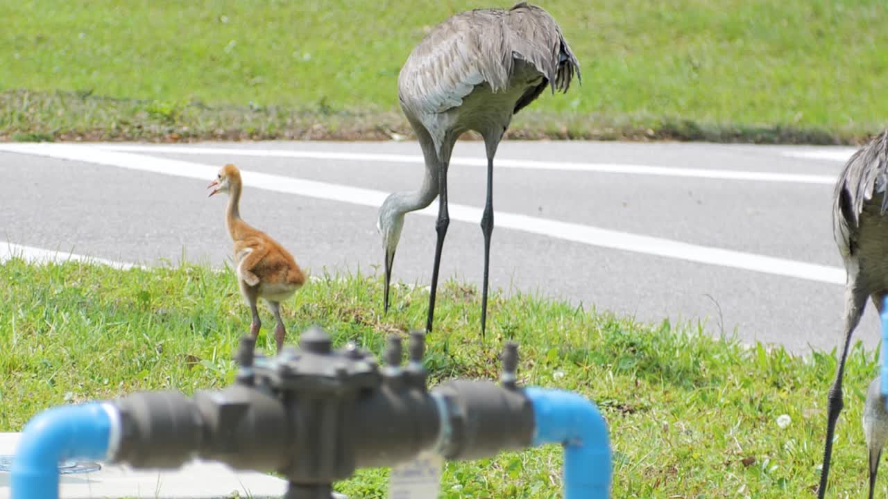 Sandhill Cranes and baby colt foraging in grass field