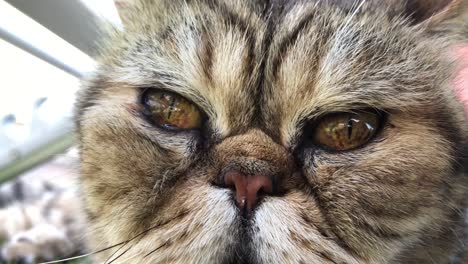 primer plano de la cara del gato persa de pelo corto mientras hace pequeñas burbujas con la nariz