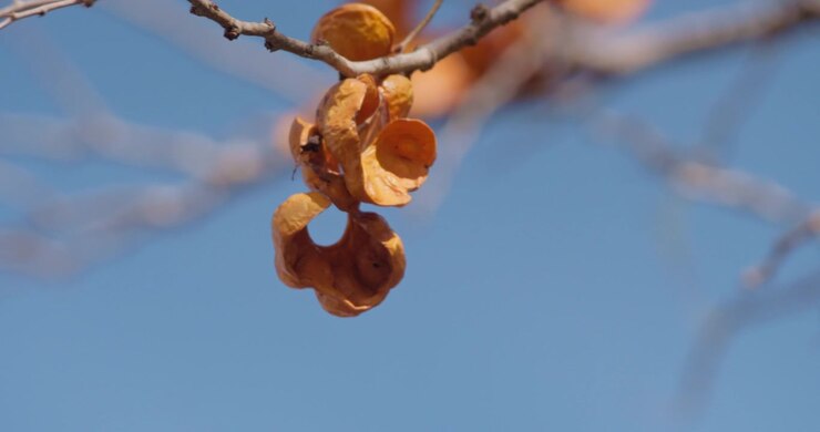 Winter Thorn pods in branch moving in breeze in savannah