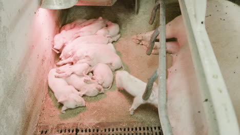 piglets laying by their mother inside stable at danish pig farm