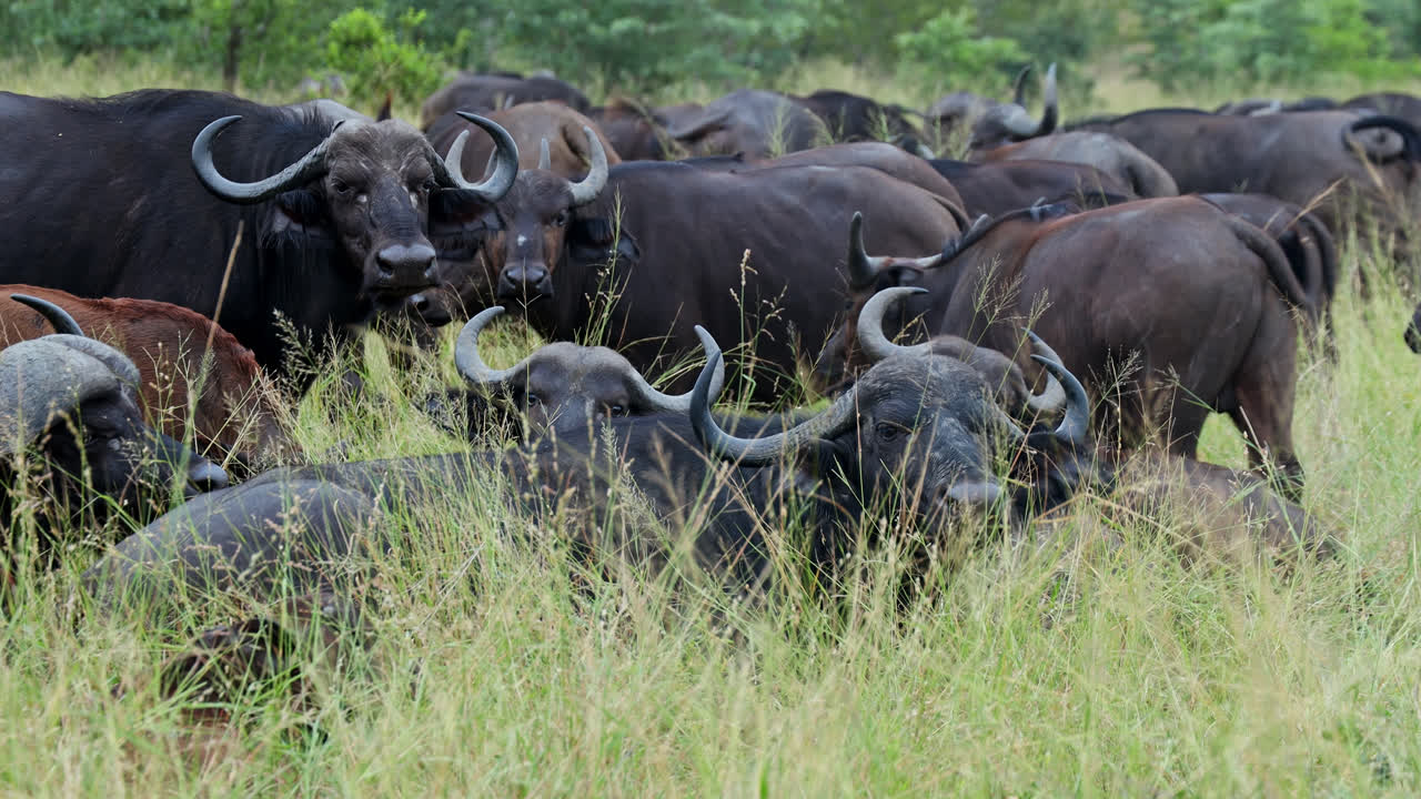 Herd of African Buffalo in the Grassland