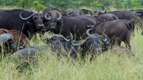 herd of african buffalo in the grassland