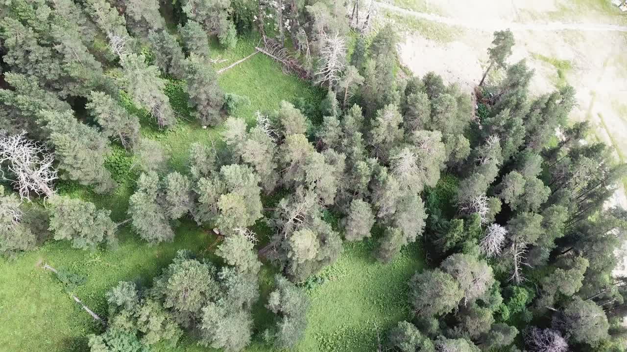 소나무 숲 의 공중 사진