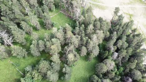 vista aérea de un bosque de pinos