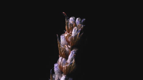 dried lavender flower glance with faint light