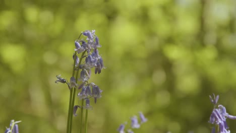 Glockenblumen-In-Nahaufnahme-Im-Sonnenlicht-Mit-Schatten