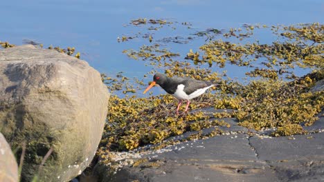 eurasian oystercatcher (haematopus ostralegus). beautiful nature of norway.