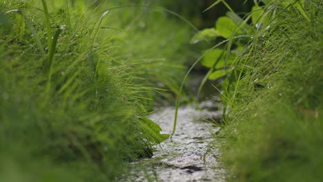 clear flowing fresh stream water runs throught wet grassland habitat