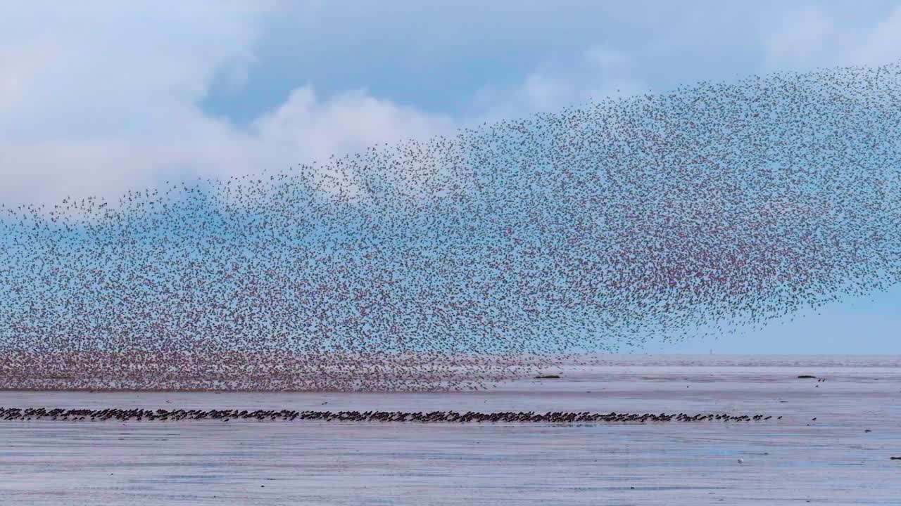 Starling murmuration at Snettisham Nature Reserve, Norfolk UK, Slow motion, 4K