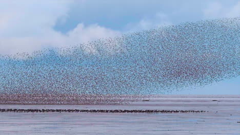 starling murmuration at snettisham nature reserve, norfolk uk, slow motion, 4k