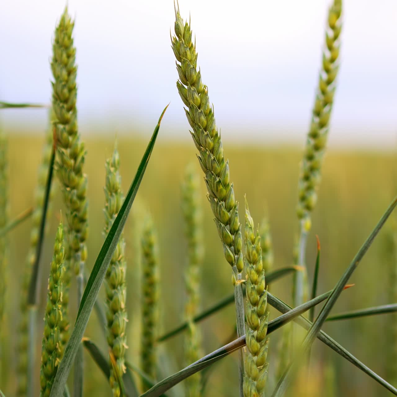 Green ears of wheat growing in the farmlands. Ripening spikelets swaying softly in the wind. Close up. Blurred backdrop