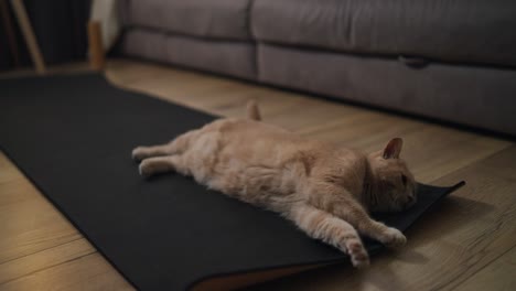 orange cat resting on a yoga mat in a living room