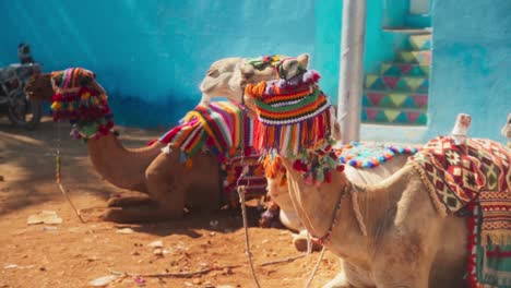 Two-camels-resting-in-the-sun,-laying-down-on-the-ground-in-a-Nubian-village-in-Luxor,-Egypt