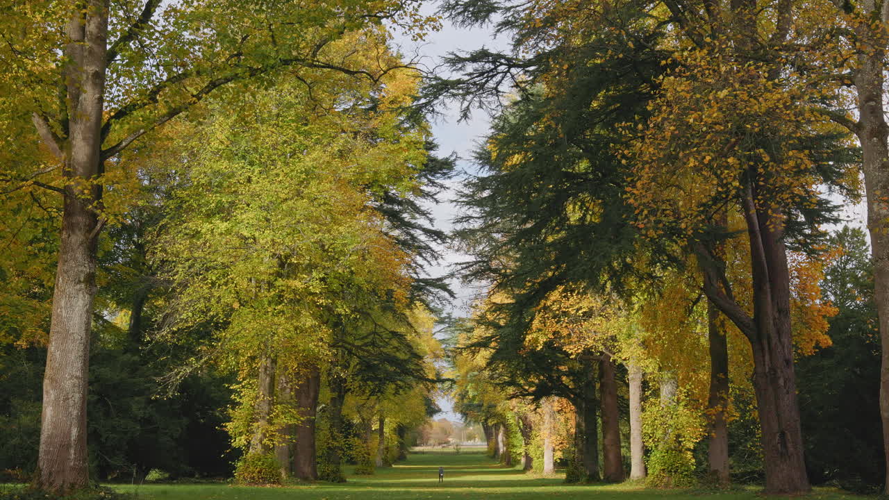 Beautiful tree-lined path with vibrant yellow and green foliage during autumn in England