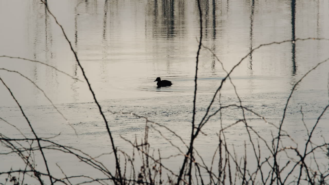 A single duck diving at a winter pond, beautifully backlit by the sunset. High quality 4k footage