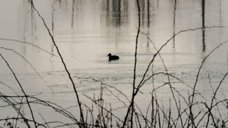 a single duck diving at a winter pond, beautifully backlit by the sunset. high quality 4k footage