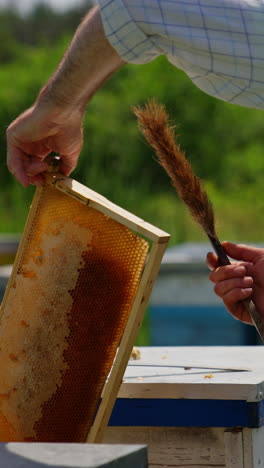 male beekeeper cleans the honey frame off the bees. man takes off the insects with the long brush. blurred backdrop. vertical video