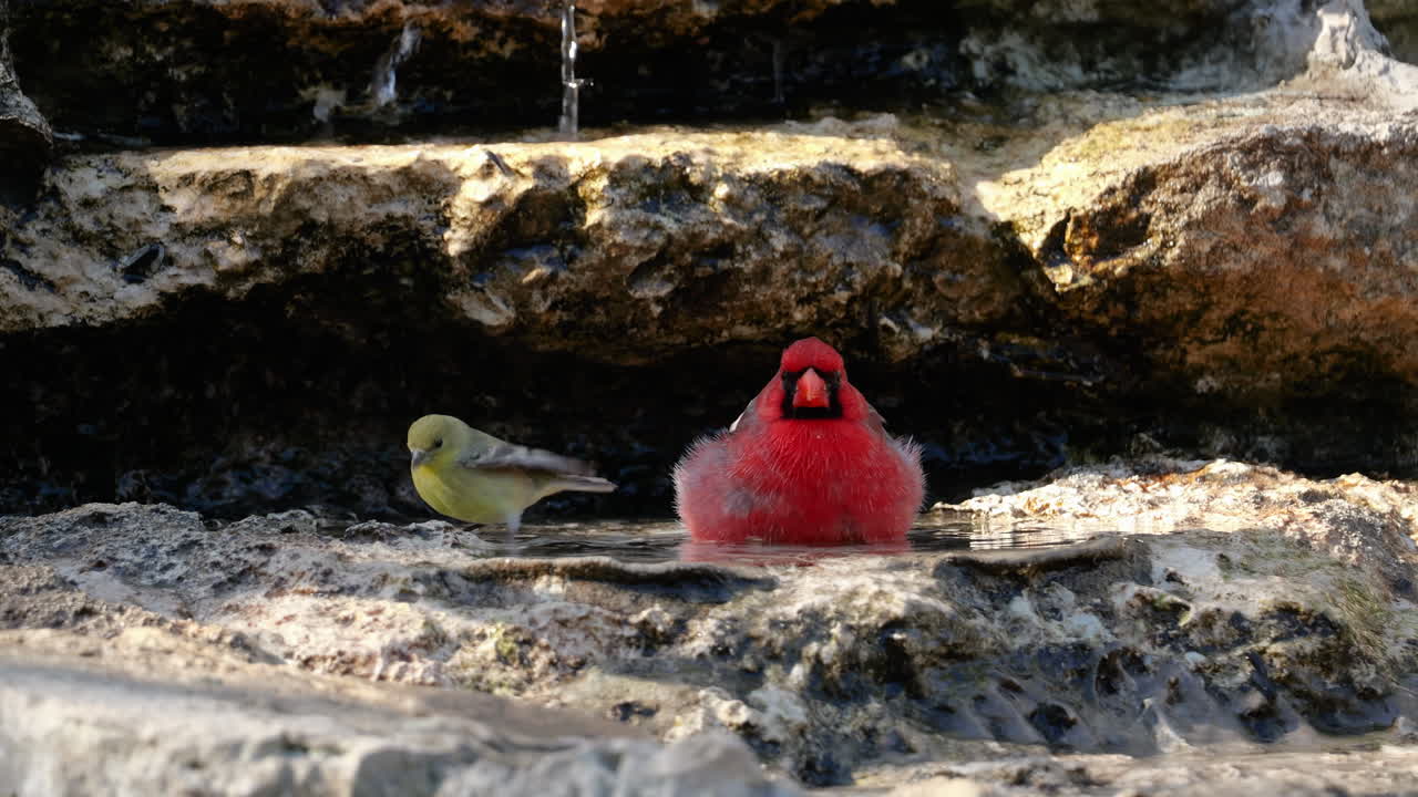 Northern Cardinal bathing in a pool of water with a Goldfinch - Cardinalis cardinalis