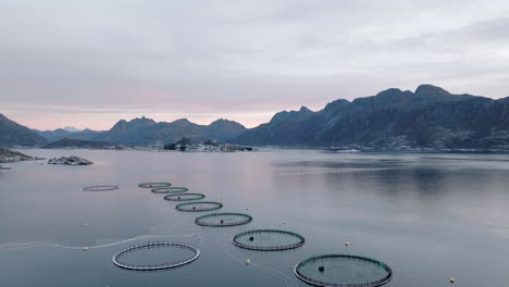 piscicultura escandinava - corrales de salmón en lofoten, noruega