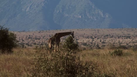 Giraffe-Grast-In-Der-Savanne-Kenias