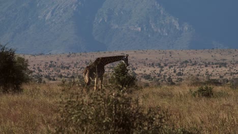 jirafa pastando en la sabana de kenia