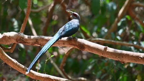 4k-Nahaufnahme-Eines-Wilden-Grünschnabeligen-Malkoha,-Phaeenicophaeus-Tristis,-Blauer-Vogel,-Der-Von-Einem-Baumzweig-Im-Dichten-Tropischen-Regenwald-Im-Kaeng-Krachan-Nationalpark-Thailand,-Asien,-Abfährt