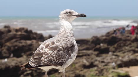 Fliegen-Sie-Mit-Den-Möwen-über-Dem-Glitzernden-Meer-Von-Essaouira