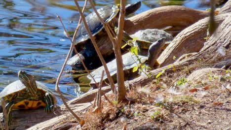 yellow bellied turtle climbing out of river onto river bank and sunning its self