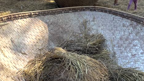 rice threshing process in khao yai, thailand