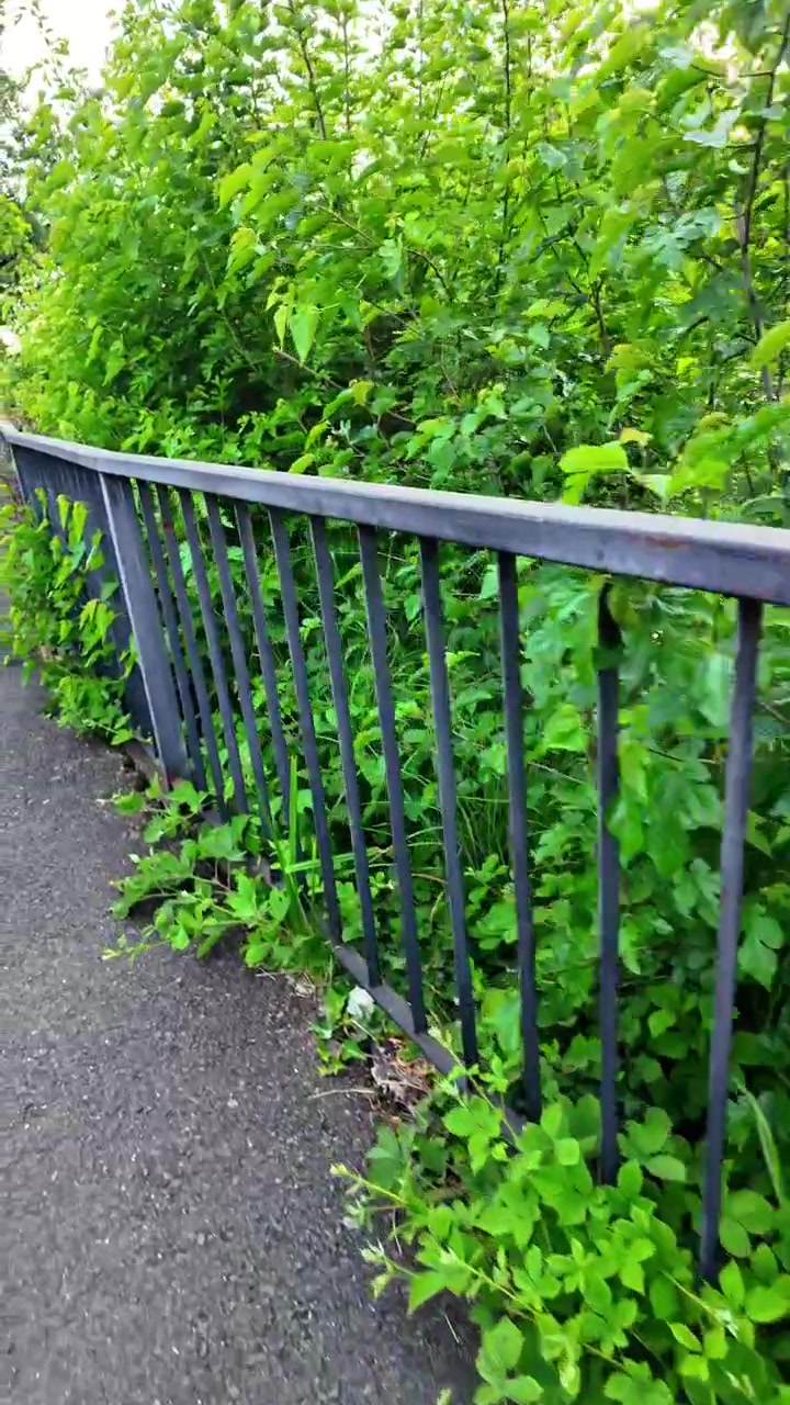 Vista in prima persona di una passeggiata lungo un tranquillo sentiero pedonale delimitato da ringhiere e una lussureggiante vegetazione verde, che cattura un invitante ambiente di parco urbano a Timisoara