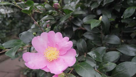 a graceful slow motion shot of a pink camellia (camellia japonica), its soft pink petals gently swaying inside the tropical greenhouse at wilhelma, stuttgart.