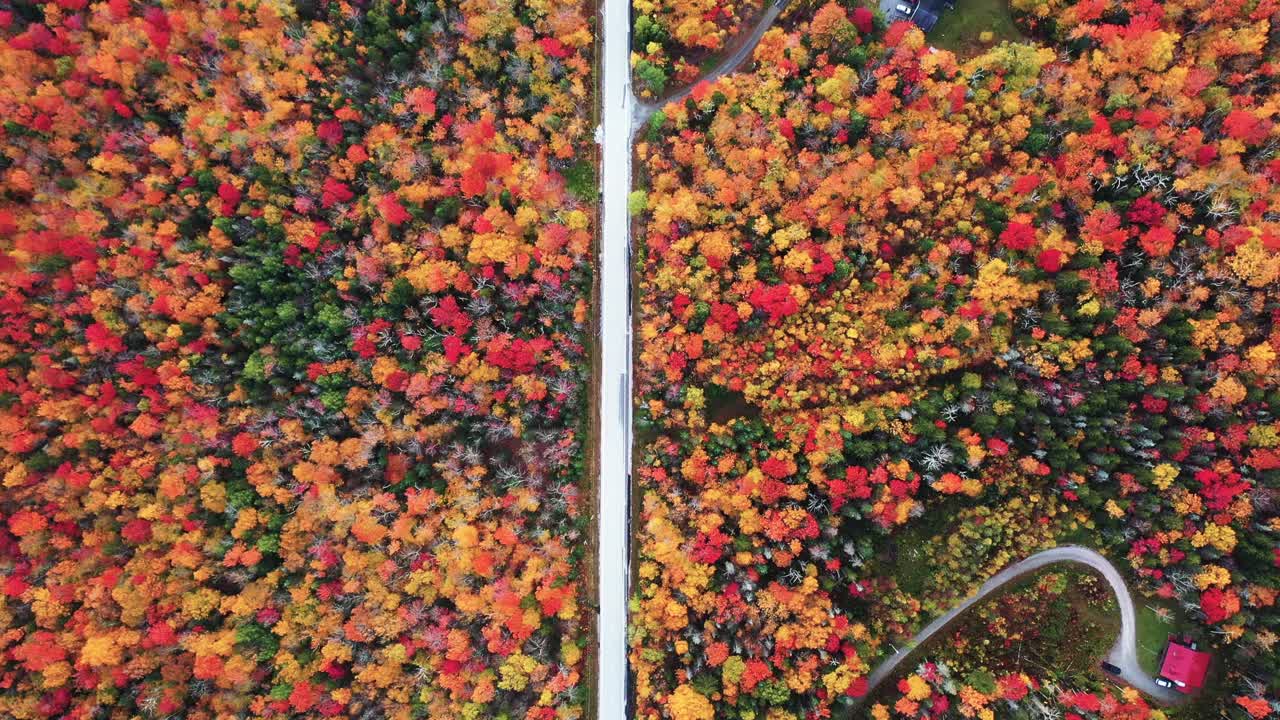 vista aérea de pájaro de la carretera recta vacía en un bosque vibrante en colores otoñales