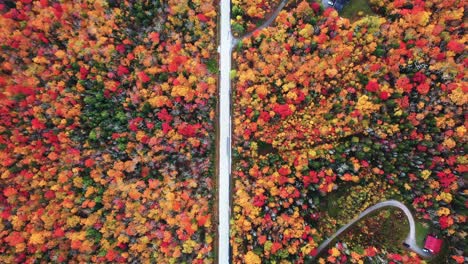 birdseye aerial view of empty straight road in vibrant forest in autumn colors