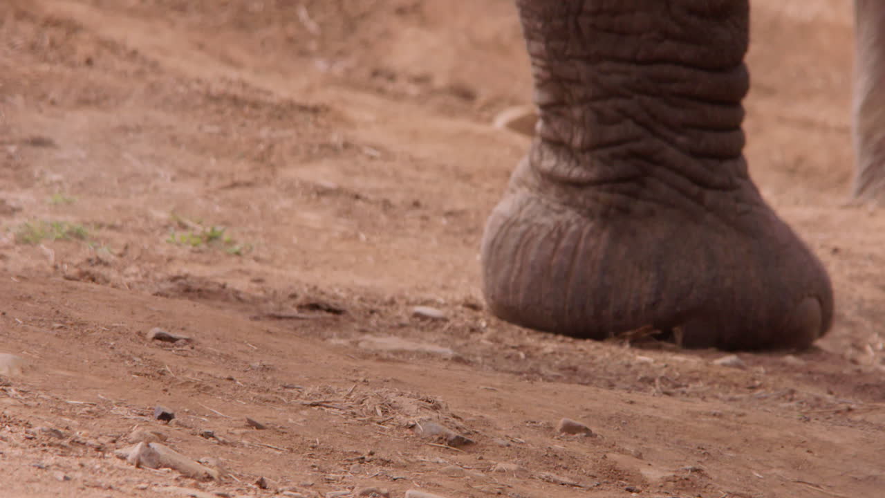 Zampe di elefanti africani della savana che camminano nel pomeriggio