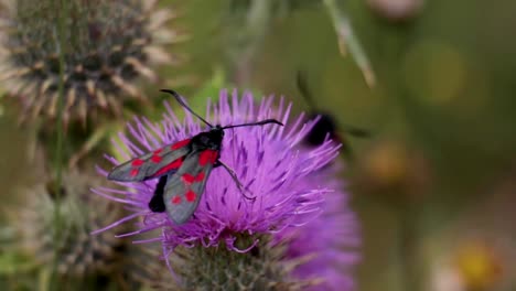 A-six-spotted-black-and-red-British-Burnet-Moth-climbing-on-a-thistle