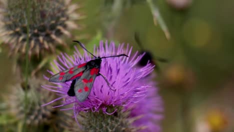 a six-spotted black and red british burnet moth climbing on a thistle