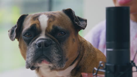 close up of woman with pet french bulldog recording live streaming podcast in studio at home