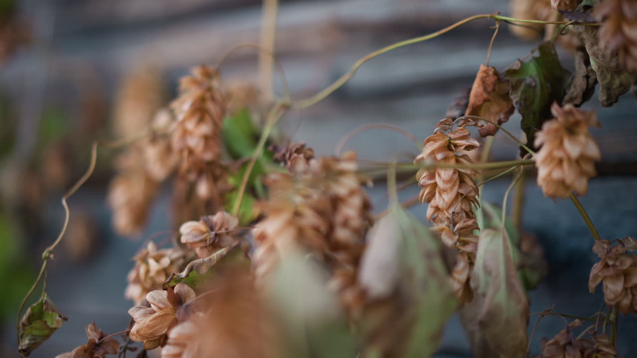 風化した木材の上のドライホップの毬花。枯れたつる植物と茶色の葉のクローズアップ。浅い被写界深度が、古びたフェンスを背景に毬花と茎の質感を際立たせ、秋の色合いが静かな農家を想起させる。