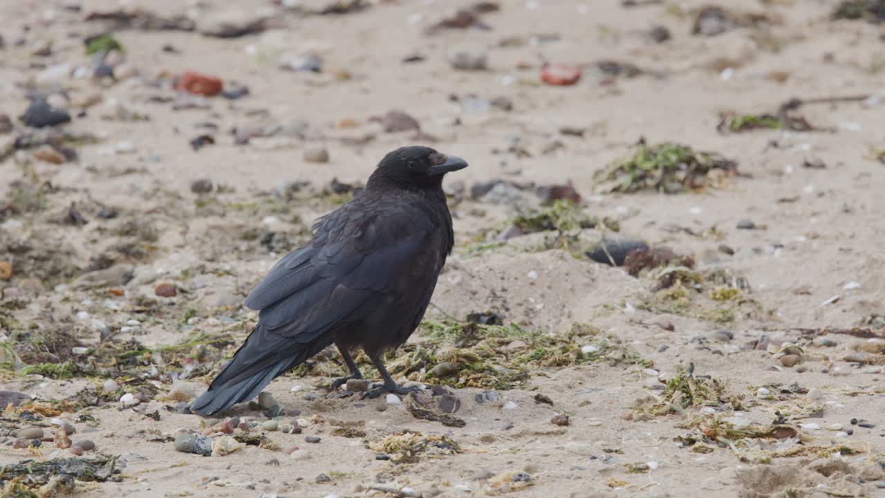 A raven moves slowly across a sandy beach, pausing to forage among seaweed and debris. Natural daylight, static camera, medium shot