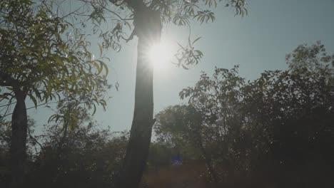 Sol-Brillando-En-El-Bosque-A-Través-De-Los-árboles-En-Un-Día-Soleado-Con-Cielo-Despejado