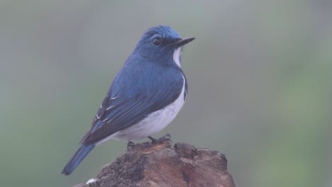 the ultramarine flycatcher, also known as the white-browed blue flycatcher, a winter migrant to thailand, is very friendy to people