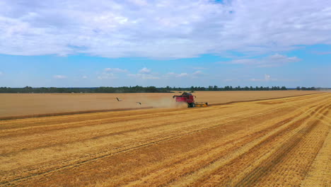 Combine harvester on yellow field in summer. Stork birds flying behind the working agronomy machine. Agricultural machinery gathering crop in bright day.