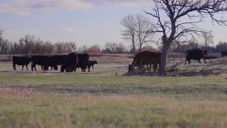 beautiful spring morning in eastern montana