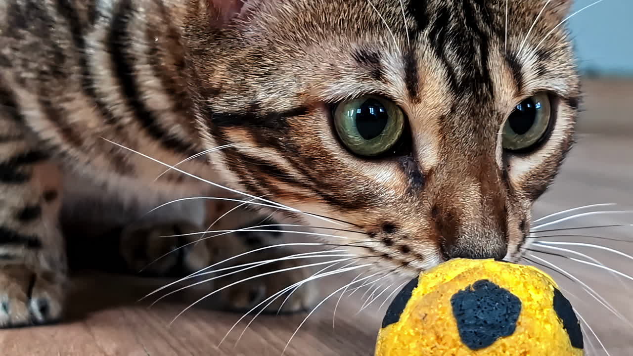 Front view of a tiger cat's head looking into the camera. Close-up.