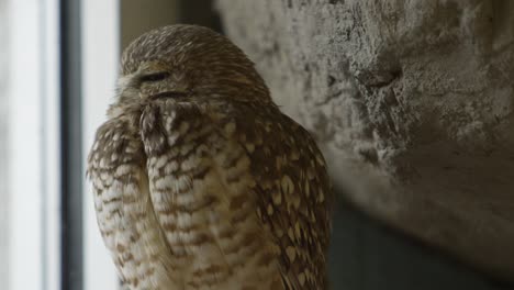 burrowing owl looks around from its perch