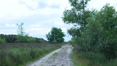 sendero de campo a través de un paisaje de brezo