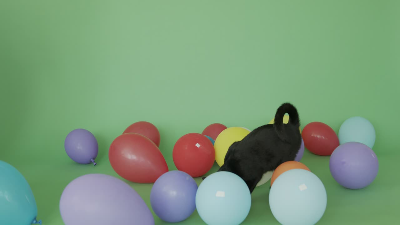 un gato negro camina entre los globos en la pantalla verde