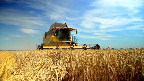 modern combine harvester collects ripe wheat on a big field in europe