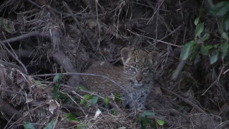 Das-Kleine,-Süße,-Drei-Monate-Alte-Leopardenjunge,-Das-In-Den-Büschen-Liegt,-Schaut-In-Die-Kamera